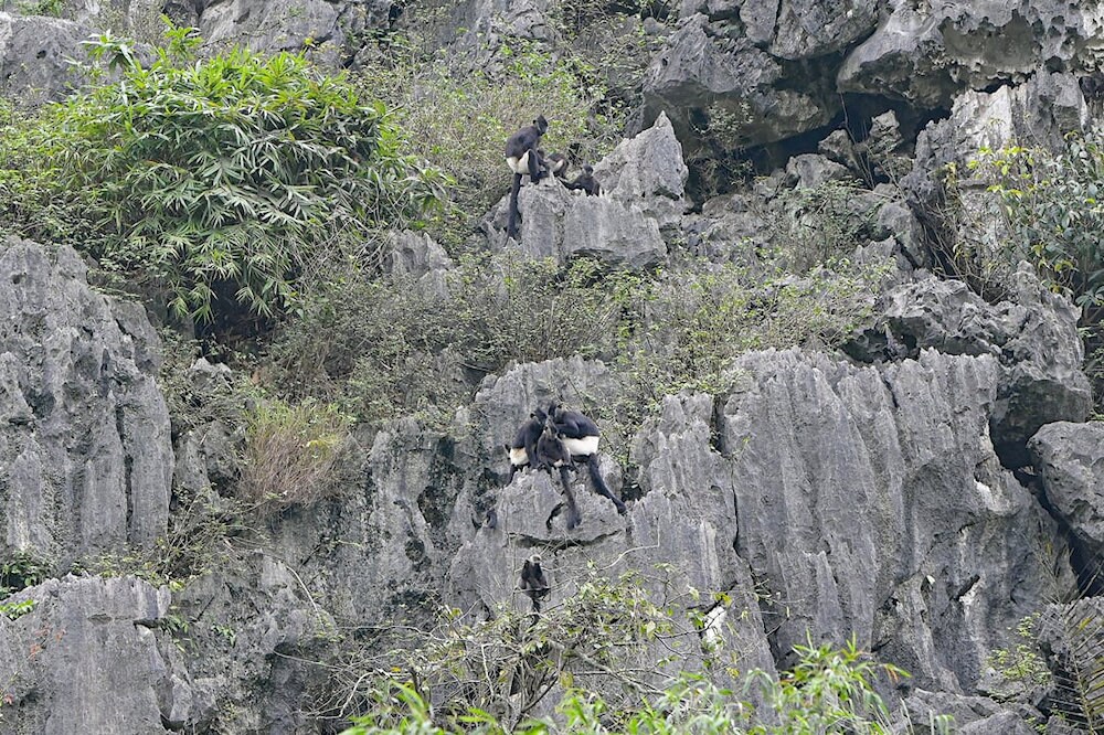 Van Long is home to many rare animals, including the Delacour's langur – a local symbol of wildlife conservation